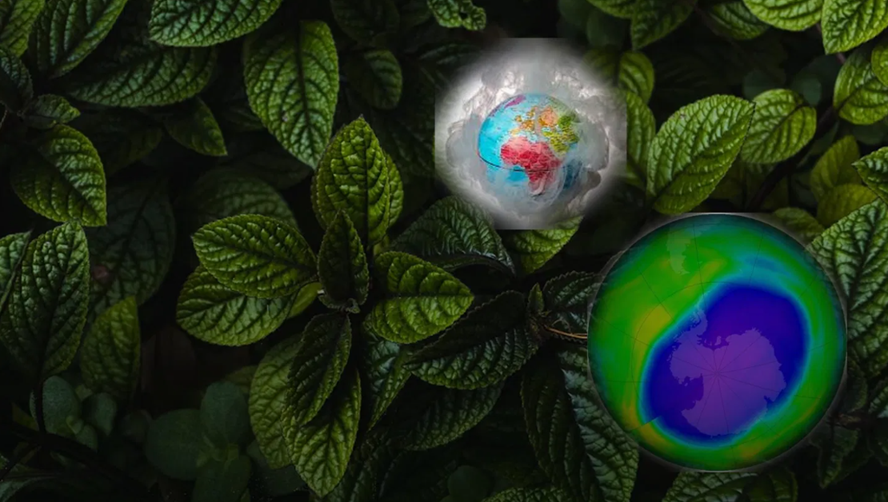 Formation environnementale